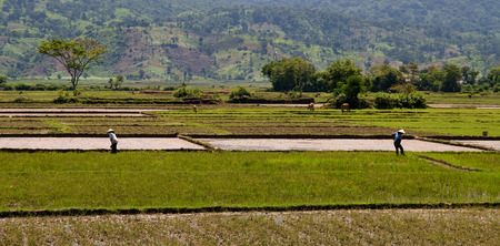 Local Vietnamese working the rice paddy fields in baking sunの写真素材