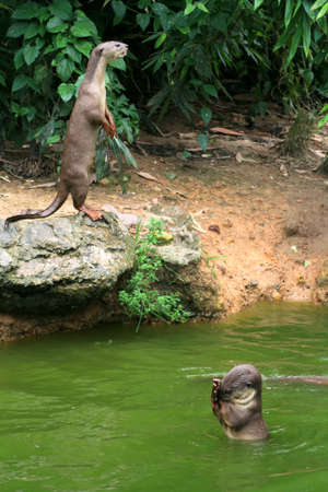 A pair of otters near the riverbankの写真素材