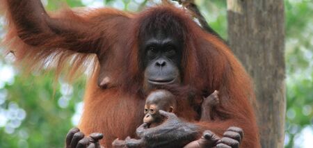 Orangutan mother holding babyの写真素材