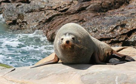 Sea lion on rocks looking at camera, new zealandの写真素材
