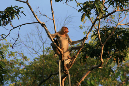 Proboscis Monkey looks out from tree in the Borneo Jungleの写真素材