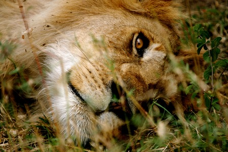 Male lionの写真素材