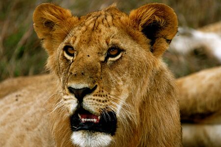 Male Lionの写真素材