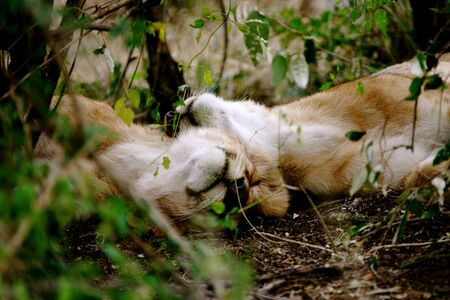 Male lionsの写真素材