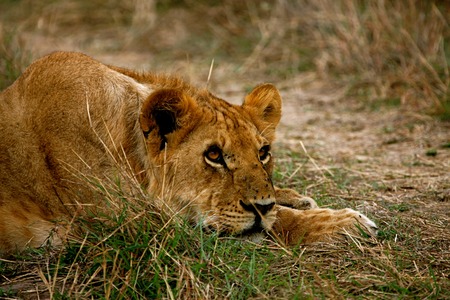 Young male lionの写真素材