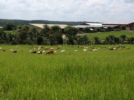 Farm Resortの素材