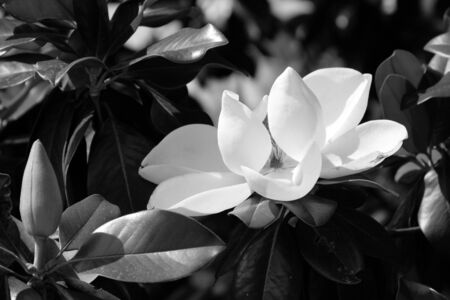 water lilyの写真素材