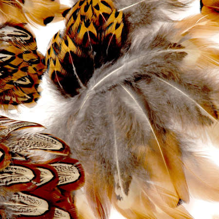 Feather Abstract.