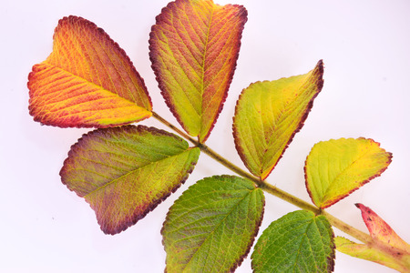 Leaves turning to Autumn colorsの写真素材