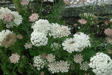 Photographed in an English country garden at the hieght of summer.