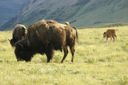 Prairie land in Canada with Bison.