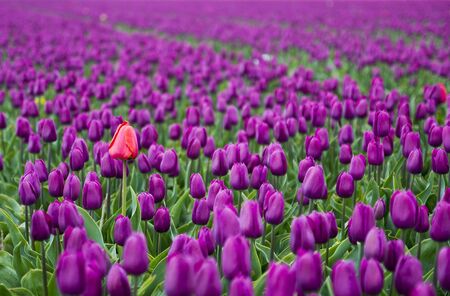 different flowerの写真素材