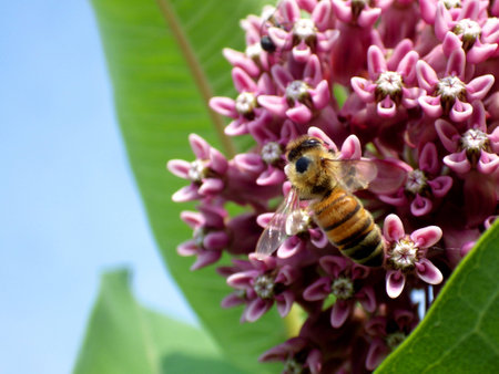 Honeybee on flower in meadow