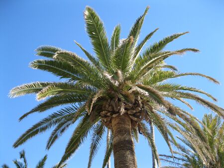 Palm Tree in Spain against blue skyの写真素材