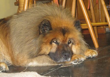 Eurasier dog resting on floorの写真素材