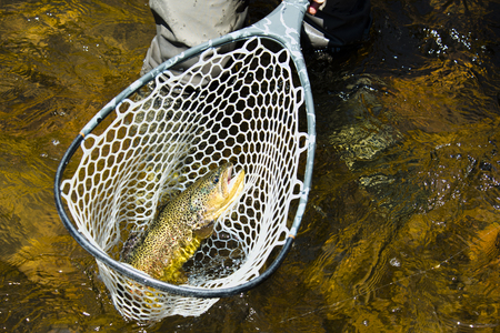 A fisherman lands a big rainbow trout in his netの写真素材