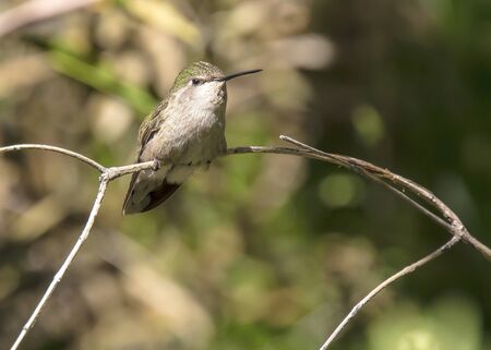 Hummingbird perched on branch holding still while it restsの写真素材