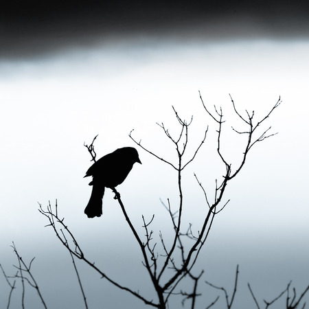 Silhouette of bird on branch, cloudy dayの写真素材