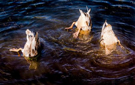 3 funny ducks feeding upside down in lakeの写真素材