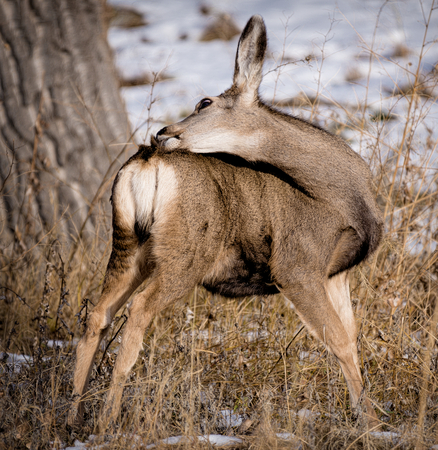 Young mule deer has an itchの写真素材