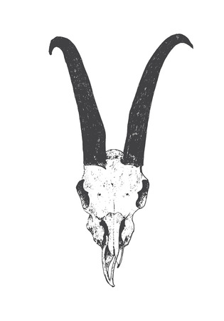 goat skull realistic sketch. hand drawn concept on a white backgroundのイラスト素材