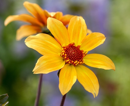 Yellow Asiaticの写真素材