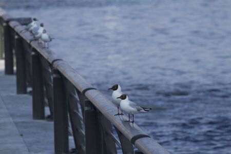 Seagulls on the Manchester Ship Canalの写真素材
