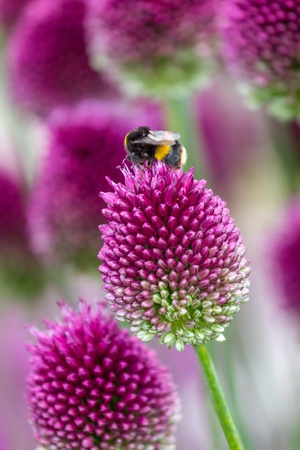 Close up of Allium Gladiator with bumble beeの写真素材