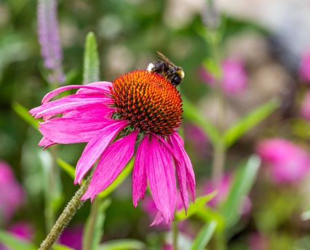 Bee with Echinacea Purpureaの写真素材