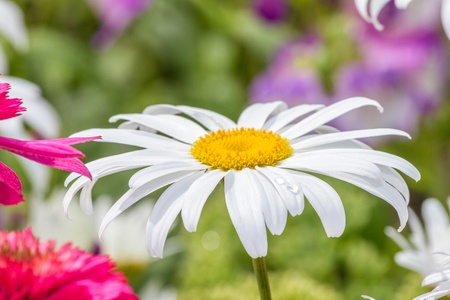 Hybrid Daisy floral displayの写真素材