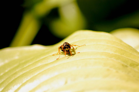 Bee on leaf