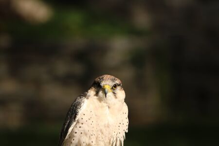 hawk sparrow
