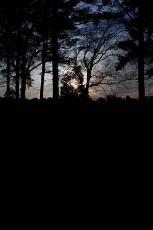 The sun sets behind the trees leaving us with a great bacground for copy space.の写真素材
