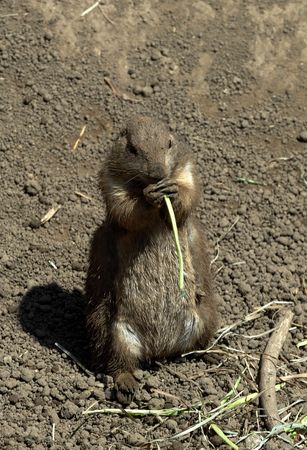 Prairie Dog Munchingの写真素材