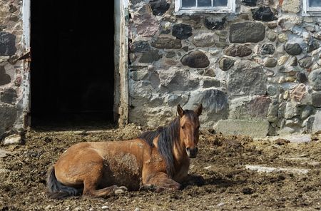 Brown Horse Resting by the Stone Barnの写真素材