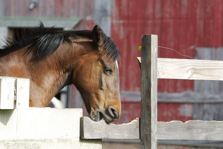 Brown Horse Eating Fenceの写真素材
