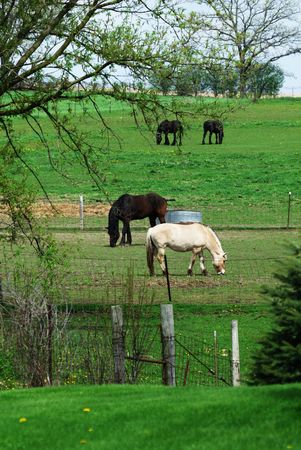 Four Horses in the Pastureの写真素材