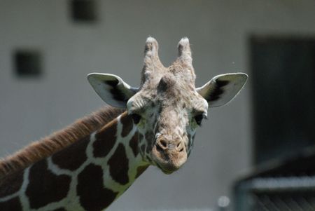 Face of a Giraffe at the Zooの写真素材