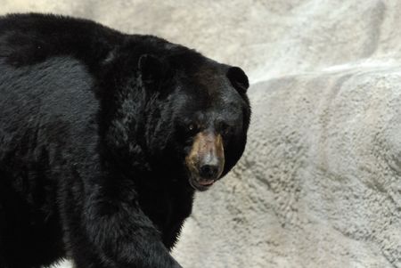 Black Bear at the Zooの写真素材