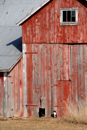 Cat by the Old Red Barnの写真素材