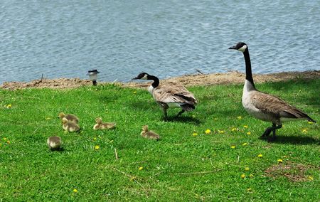 Goose Familyの写真素材