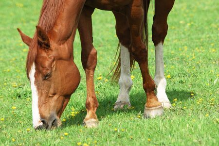 Brown Horse Grazing in the Pastureの写真素材