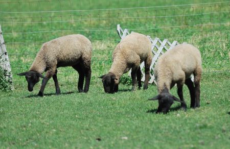 Three Sheep Grazing in the Pastureの写真素材