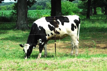 Holstein Cow Grazing by Barbed Wire Fenceの写真素材