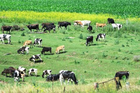 Herd of Cattle on a Hillの写真素材