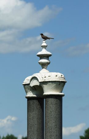 Bird on Tombstone in Cemeteryの写真素材