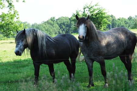 Two Gray Horses in the Shadeの写真素材