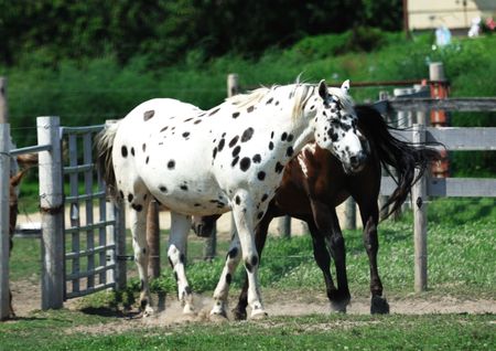 Appaloosa Horse with One Friendの写真素材