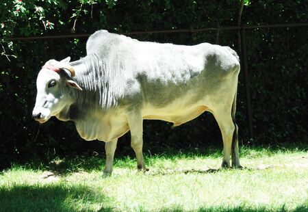 Old Gray Buffalo at the Zooの写真素材