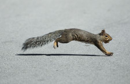 Squirrel Crossing the Street with a Nut in Its Mouthの写真素材